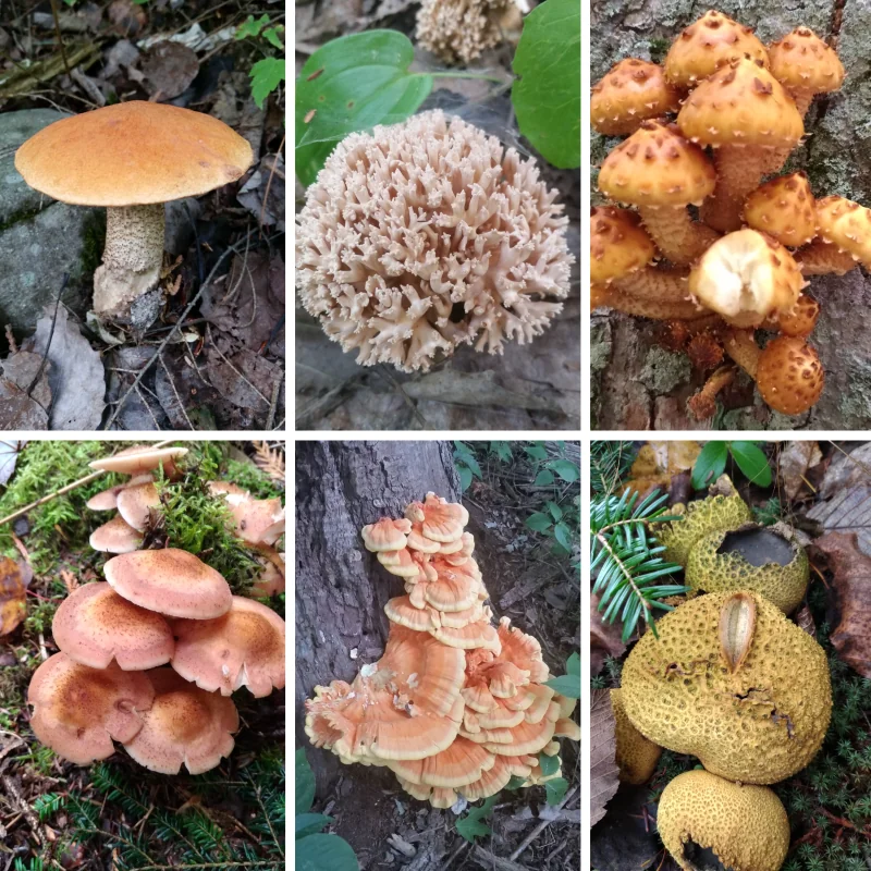 От ядовитых до деликатесных — каждый гриб уникален